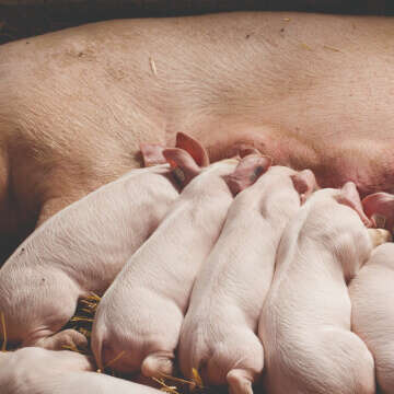 blattisan ferkel starter blattin in der praxis schwein bericht blattisan ferkel starter blattin in der praxis schwein bericht
